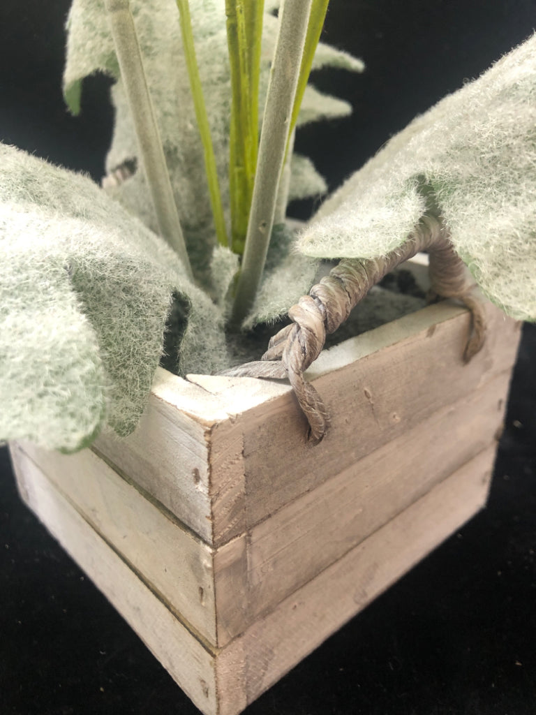 WHITE FLOWERS W/FUZZY LEAVES IN BOX PLANTER.