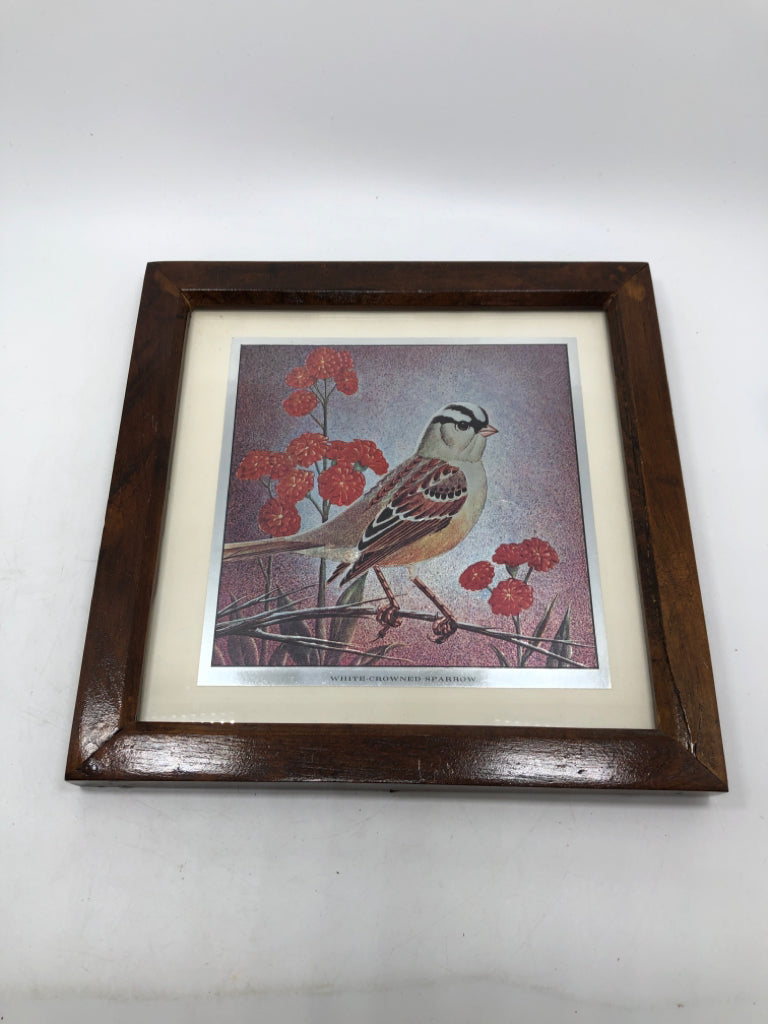 IRIDESCENT WHITE-CROWNED SPARROW FRAMED PRINT.