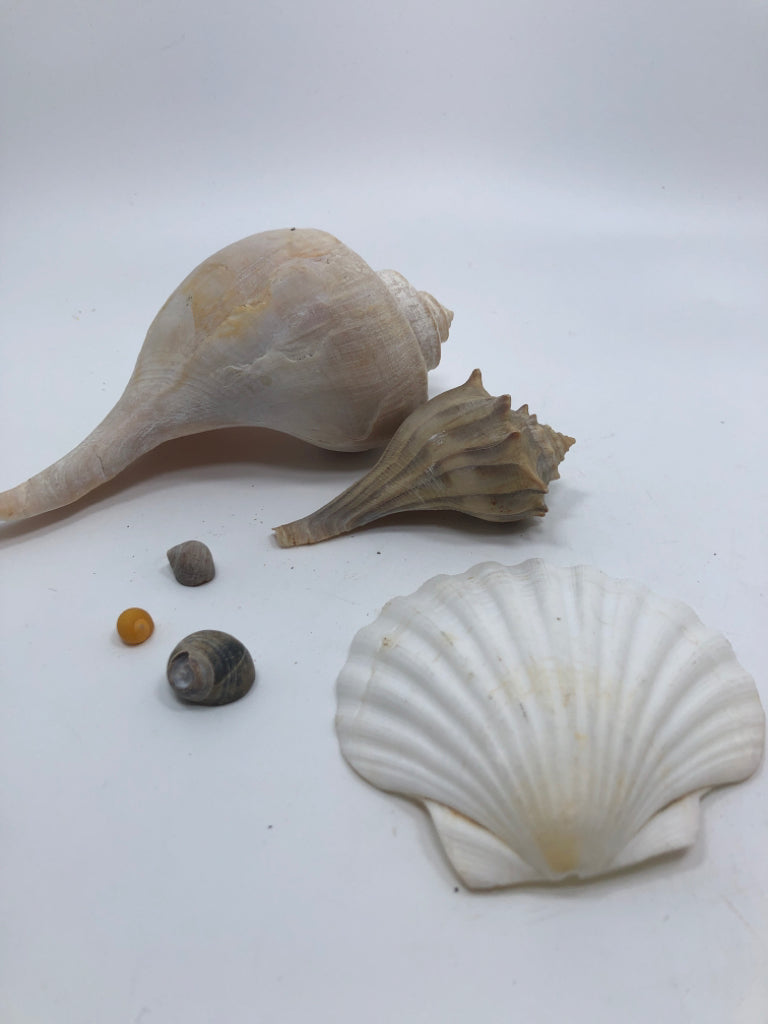 BAG OF ASSORTED SEASHELLS.