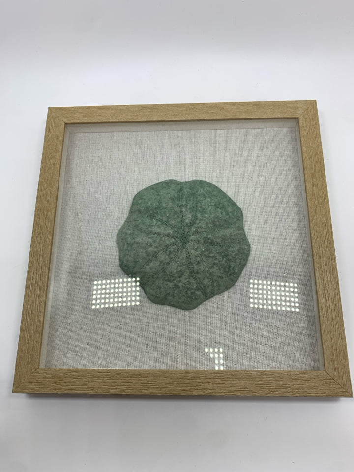 SAND DOLLAR IN SHADOWBOX FRAME.