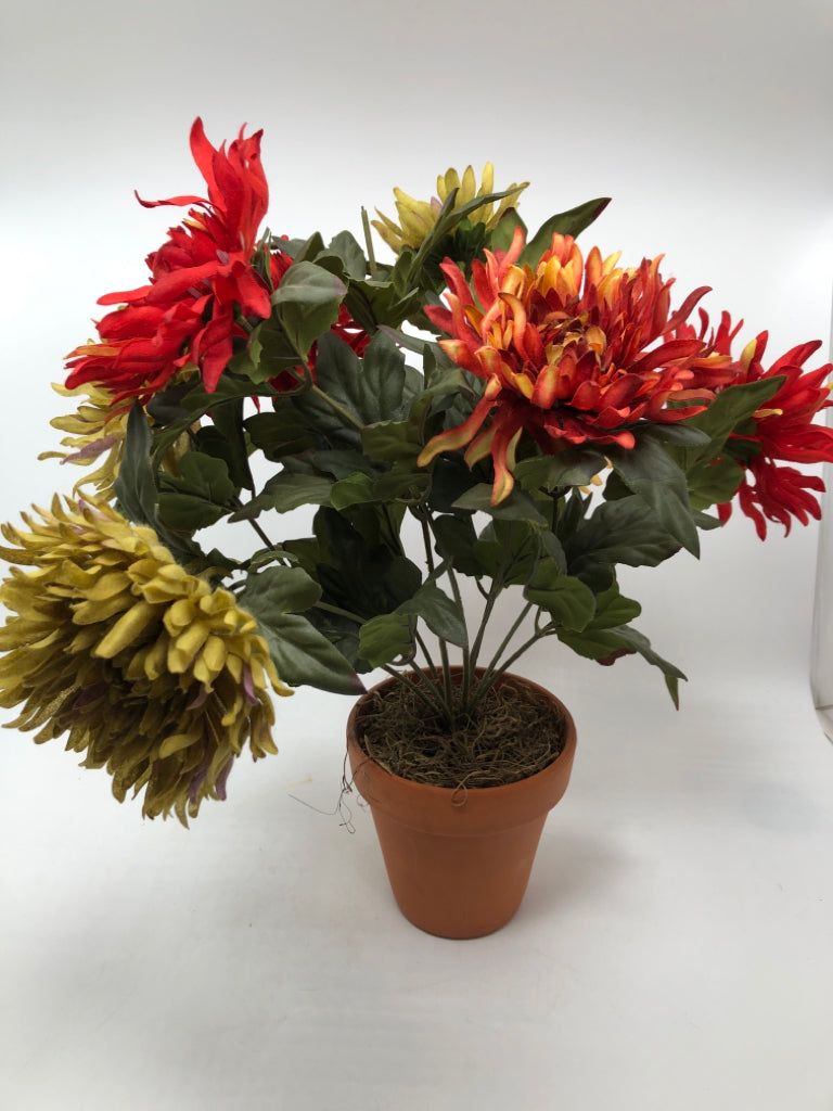 DARK FLOWERS IN TERRA COTTA POT.