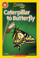Caterpillar To Butterfly