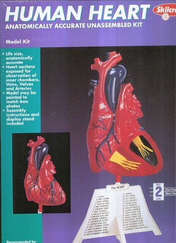 Skilcraft Human Heart Model Kit -