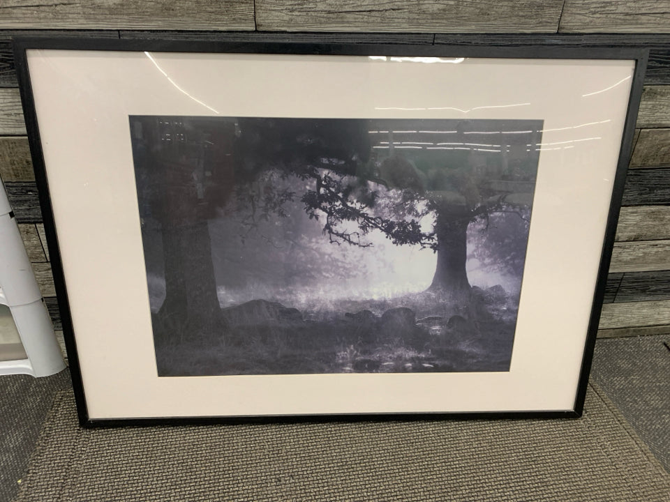 TREE IN WOODS BLACK WHITE PHOTO IN BLACK FRAME.