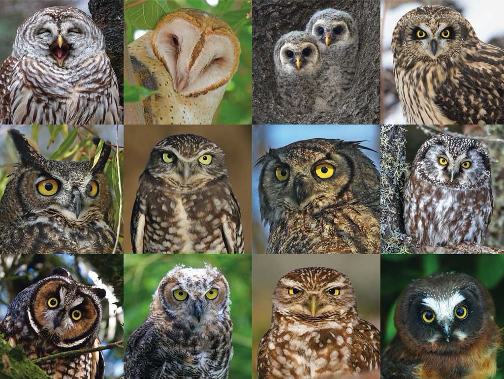 New York Puzzle Company Owls and Owlets 1000 Piece Jigsaw Puzzle -