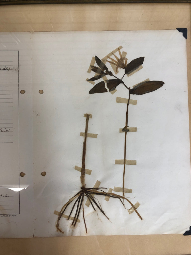 PRESSED LILY FLOWER IN FRAME W/CLASSIFICATION.