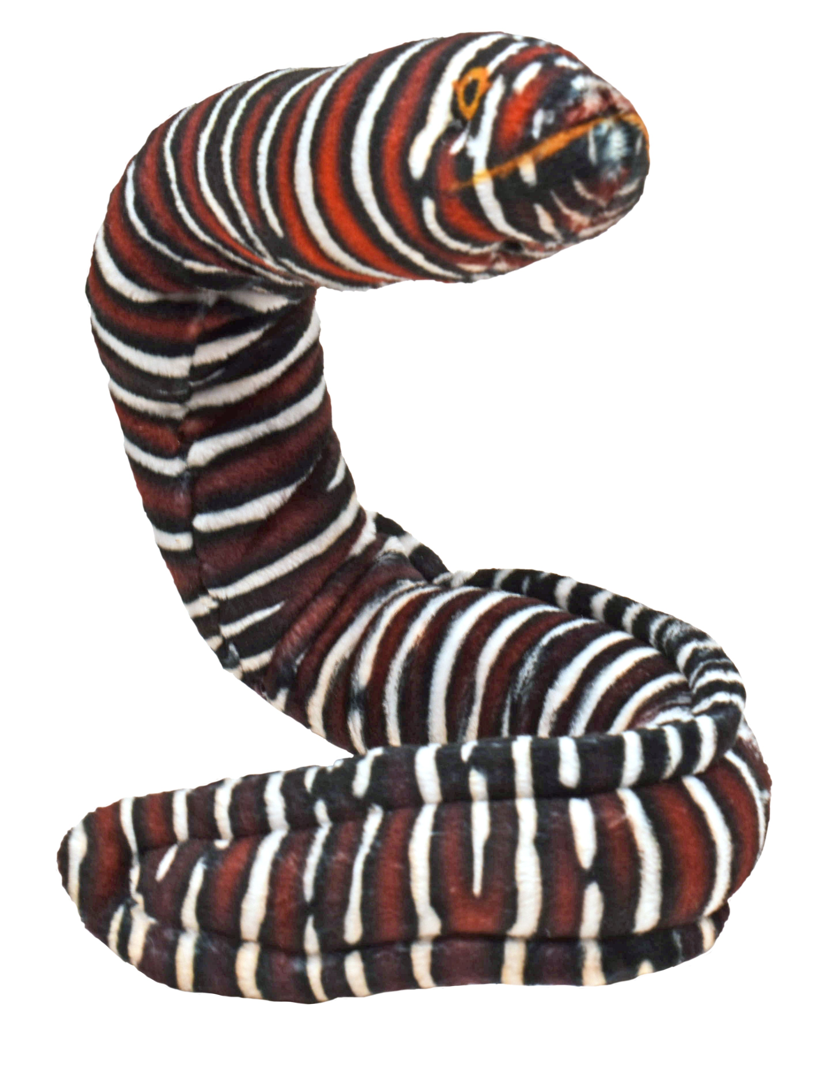 Coilkins Zebra Moray Eel