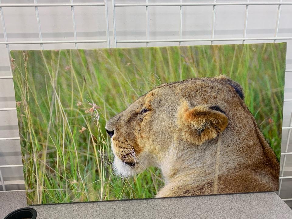 LIONESS IN FIELD CANVAS WALL HANGING.
