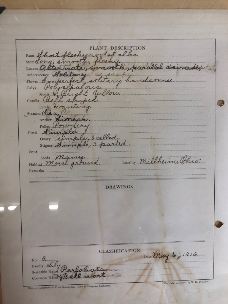 PRESSED LILY FLOWER IN FRAME W/CLASSIFICATION.