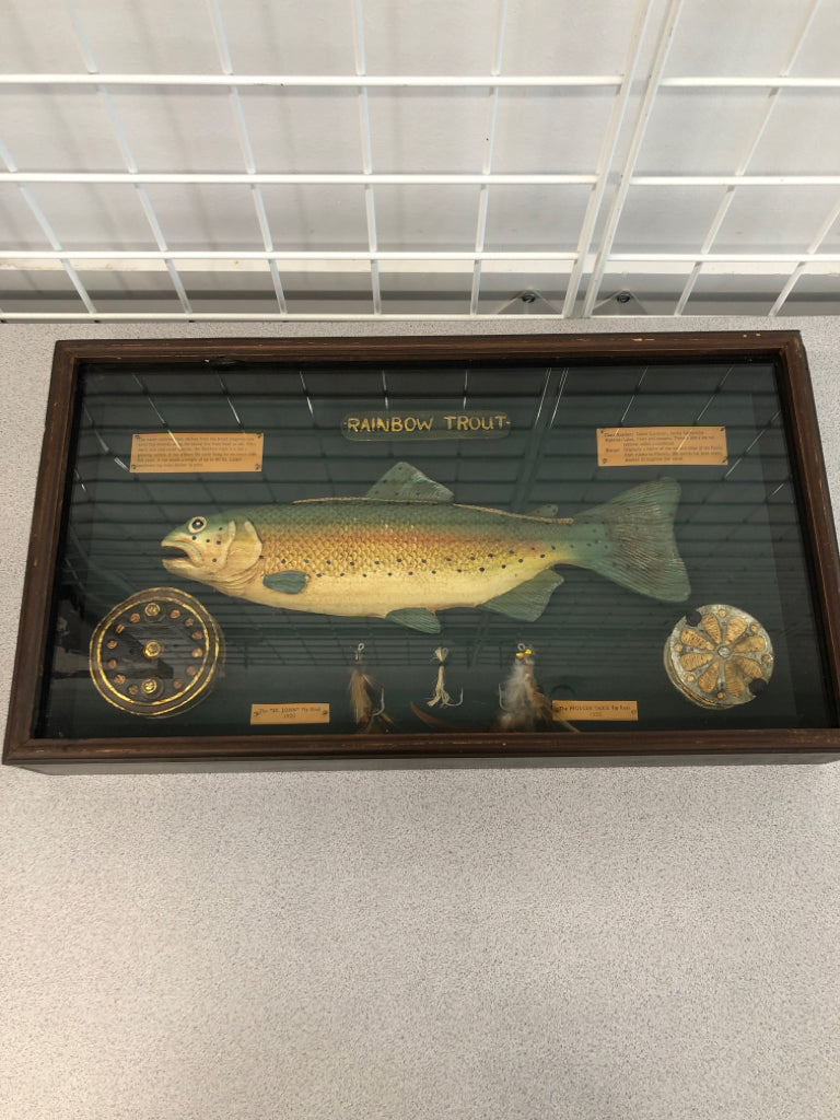 RAINBOW TROUT FLY FISHING SHADOW BOX.
