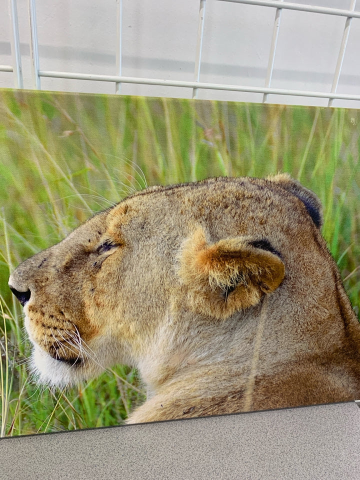 LIONESS IN FIELD CANVAS WALL HANGING.