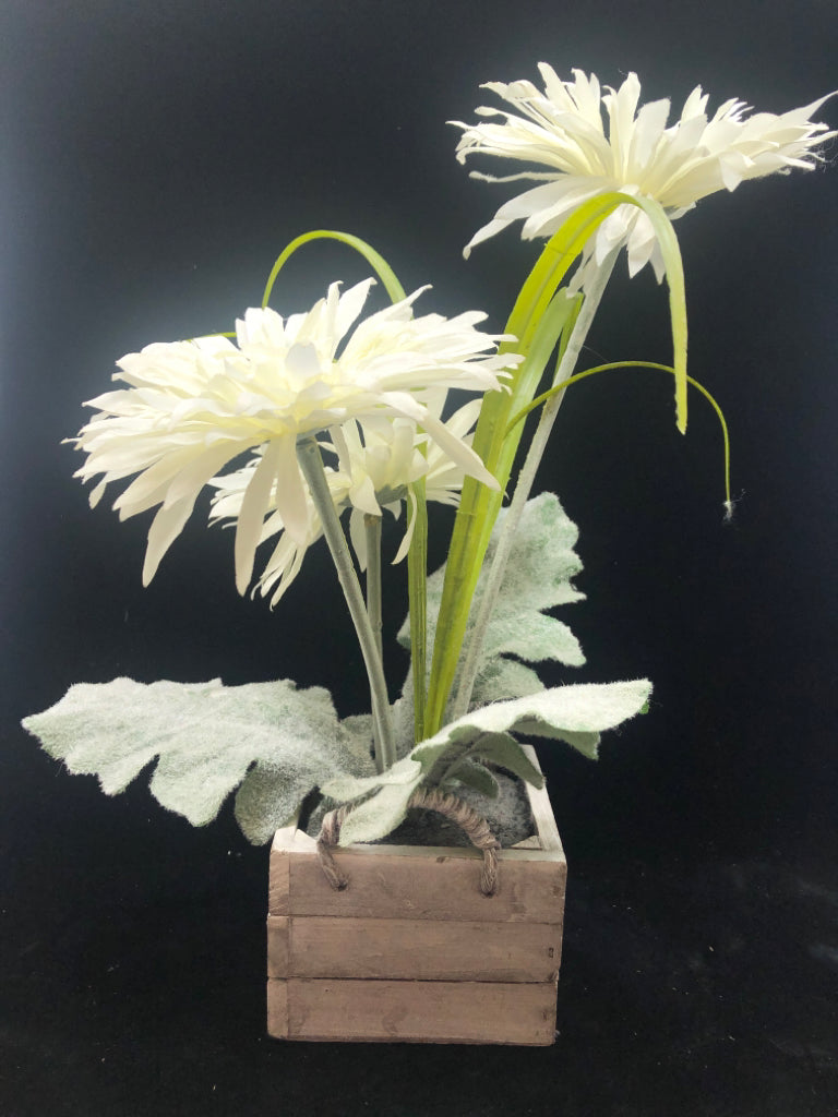 WHITE FLOWERS W/FUZZY LEAVES IN BOX PLANTER.