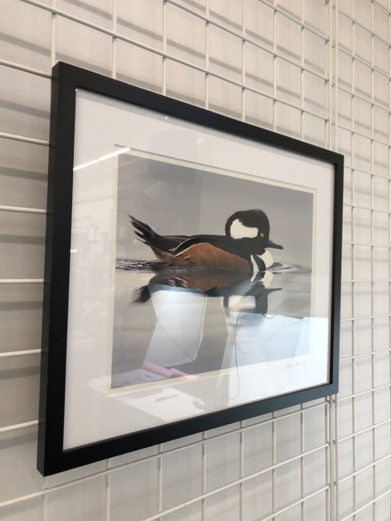 DUCK SWIMMING FRAMED PHOTO.