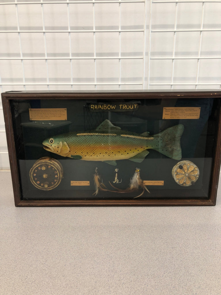 RAINBOW TROUT FLY FISHING SHADOW BOX.