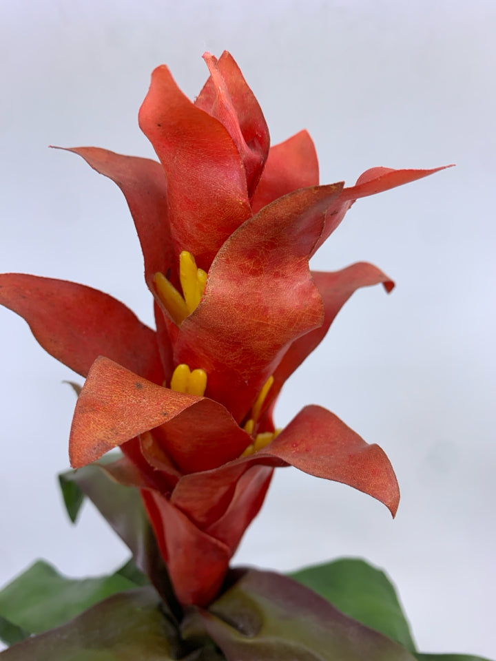 FAUX RED PLANT IN PLANTER.