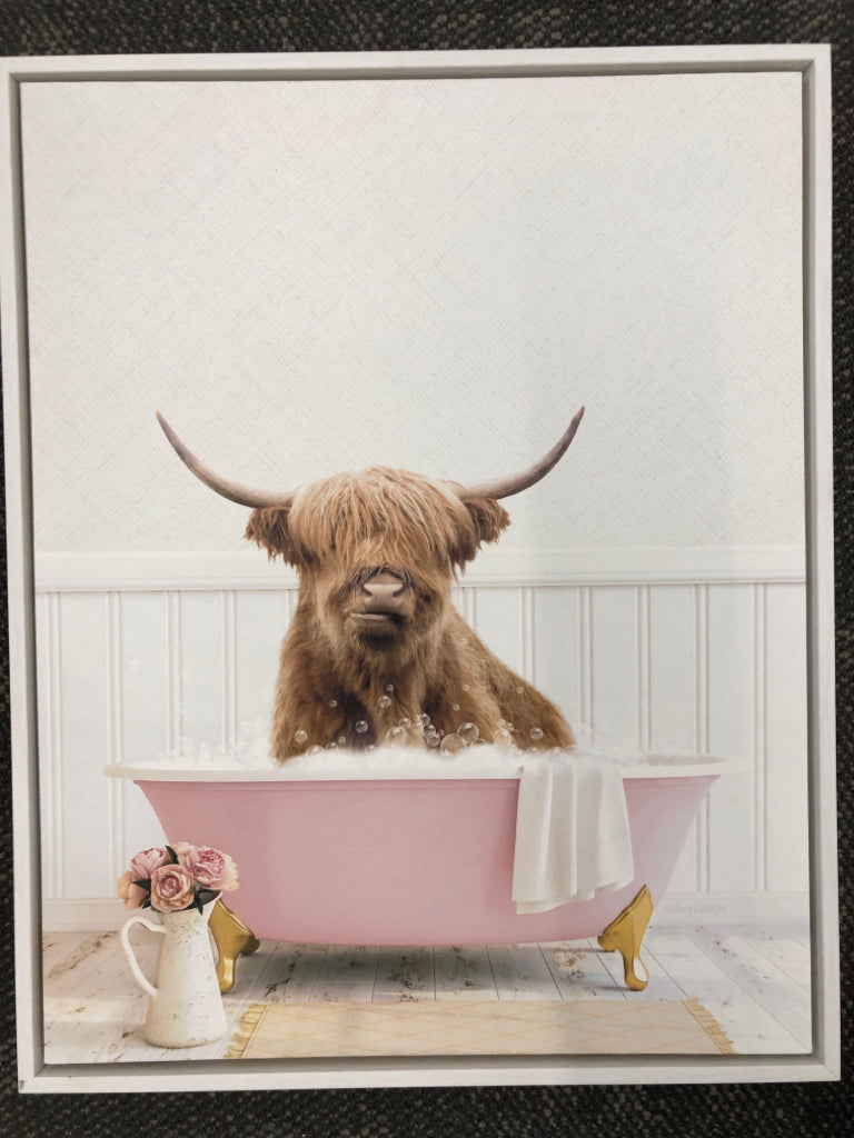 HIGHLAND COW IN BATH.