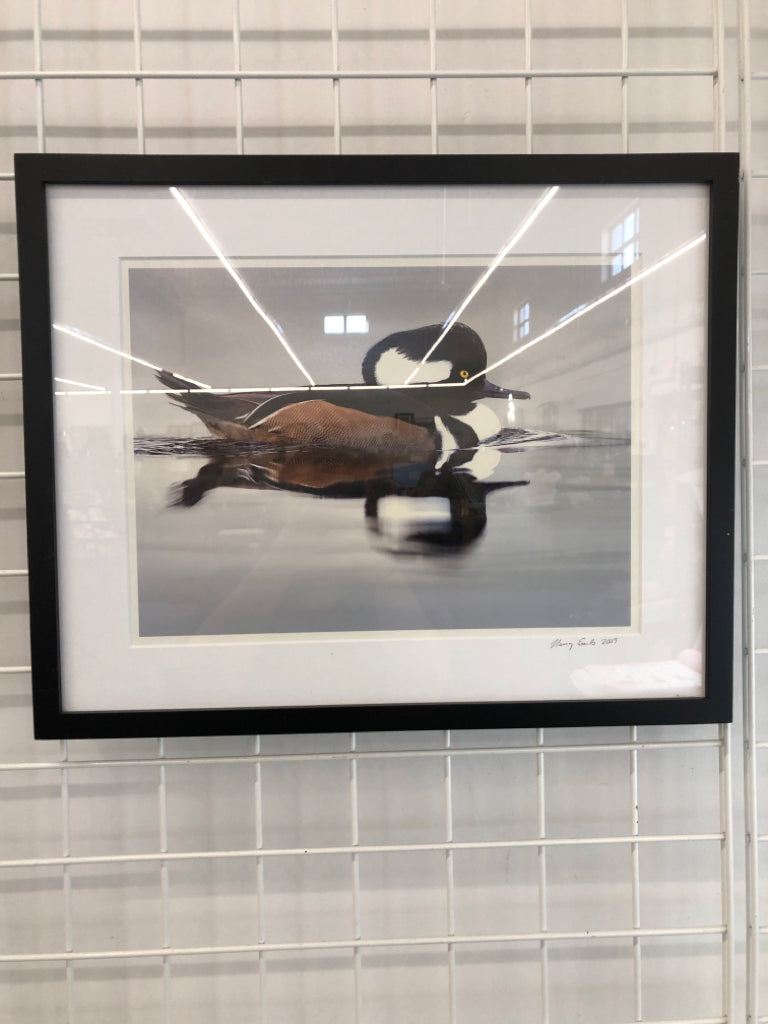 DUCK SWIMMING FRAMED PHOTO.