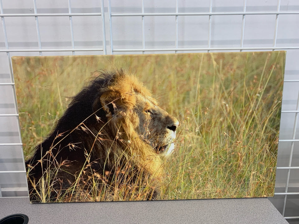 LION IN FIELD CANVAS WALL HANGING.