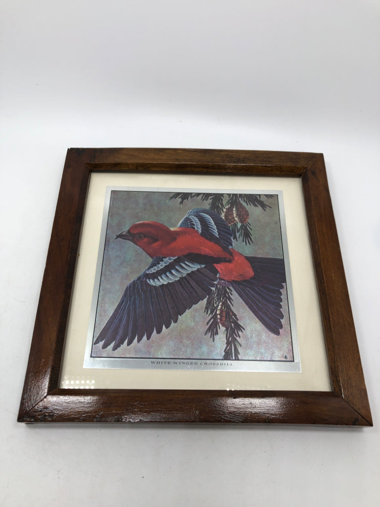 IRIDESCENT WHITE WINGED CROSSBILL FRAMED PRINT.