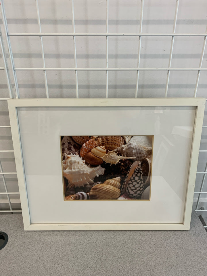 SEASHELLS PHOTO IN WHITE FRAME.