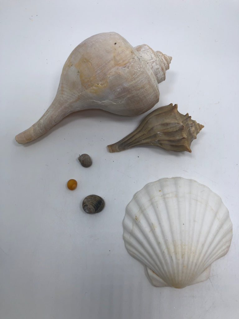 BAG OF ASSORTED SEASHELLS.