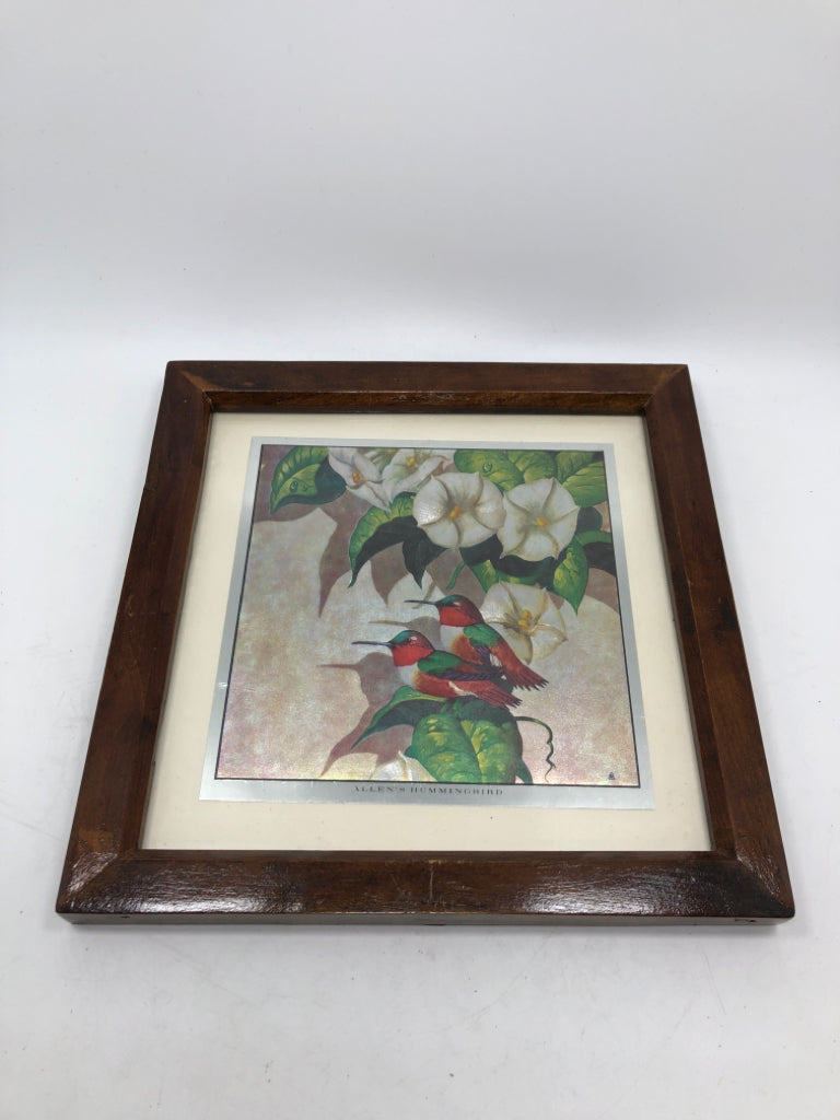 IRIDESCENT ALLENS HUMMINGBIRD FRAMED PRINT.