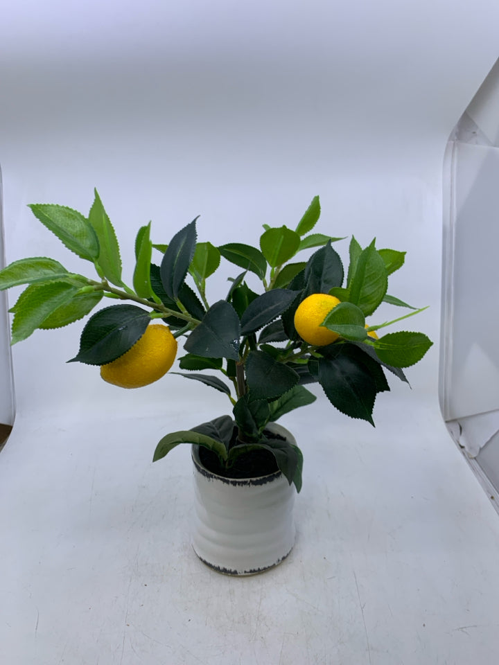 LEMON TREE IN WHITE PLANTER.