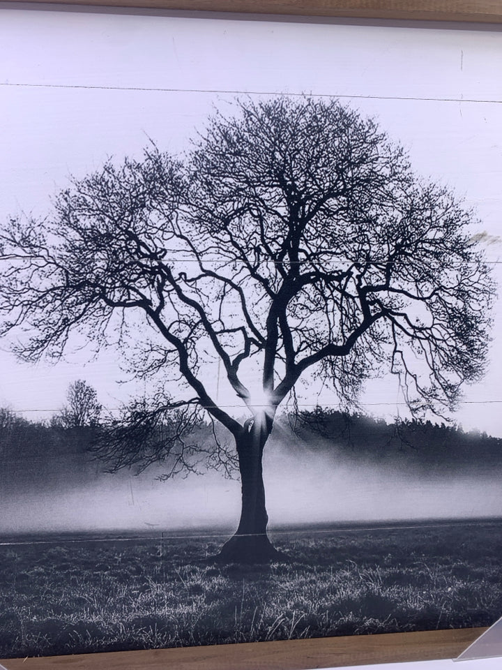 BLACK/WHITE TREE IN WOOD FRAME.