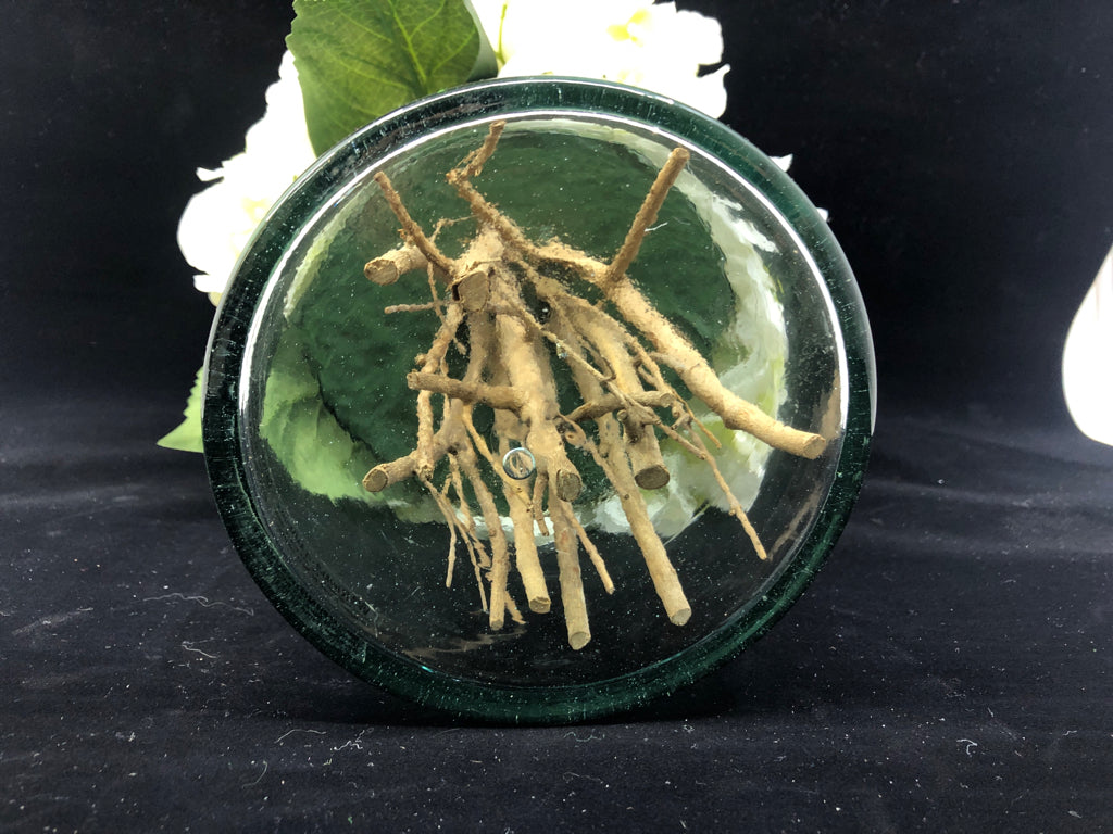 CYLINDER GLASS VASE W/WHITE HYDRANGEA FLOWERS.