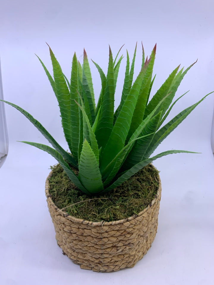 FAUX ALOE IN BLONDE WICKER BASKET.
