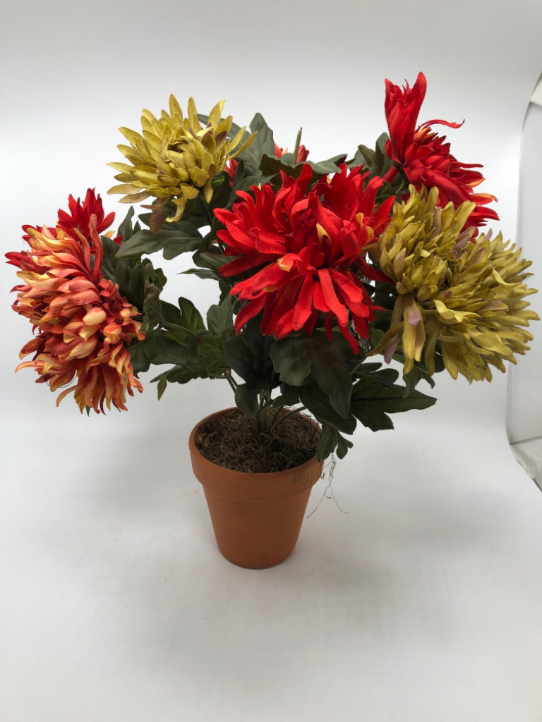 DARK FLOWERS IN TERRA COTTA POT.