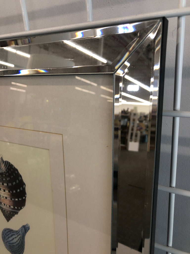 SHELL PRINT IN MIRRORED FRAME.