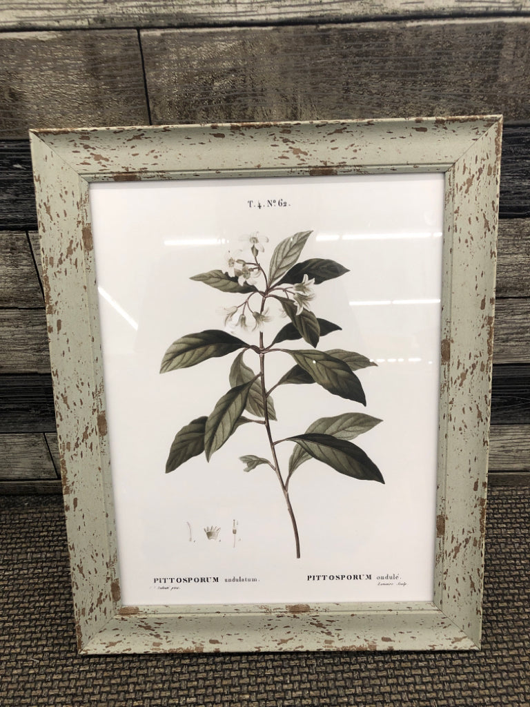 PITTOSPORUM FLOWER PRINT IN RUSTIC GREY WOOD FRAME.