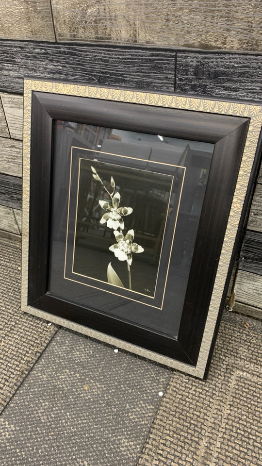 B&W BELLARA ORCHID IN BROWN/GOLD FRAME.