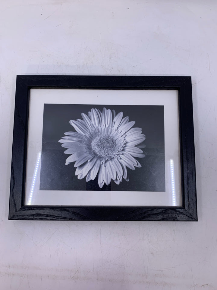 FRAMED GERBER DAISY PRINT.