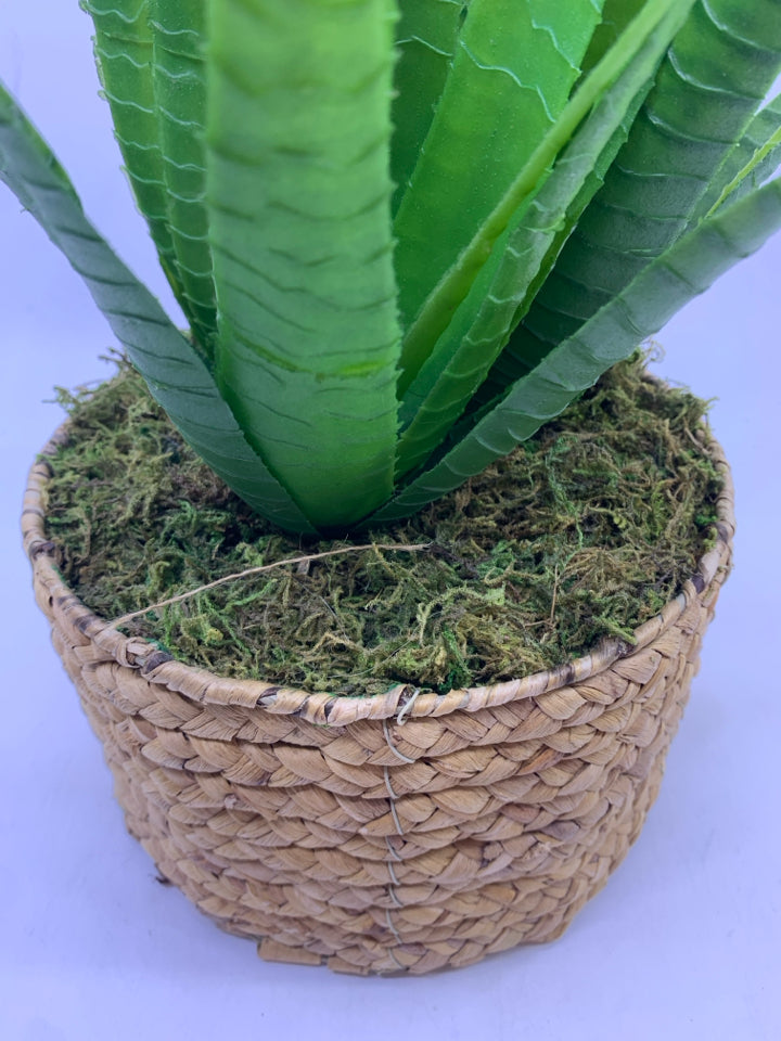 FAUX ALOE IN BLONDE WICKER BASKET.