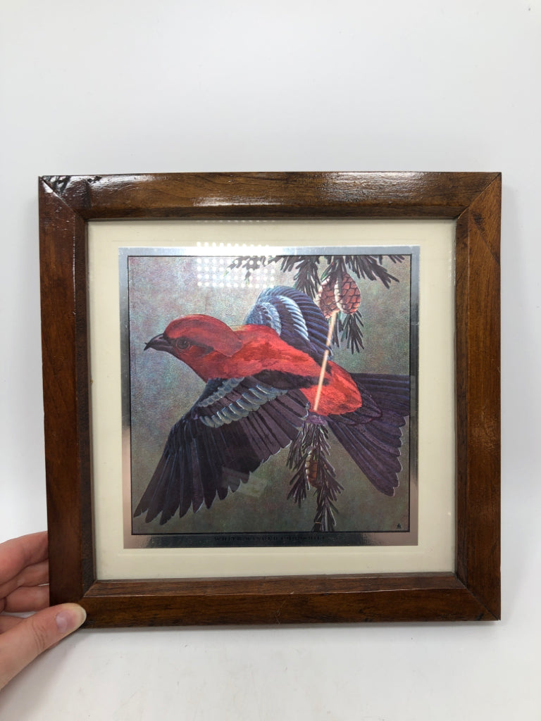 IRIDESCENT WHITE WINGED CROSSBILL FRAMED PRINT.