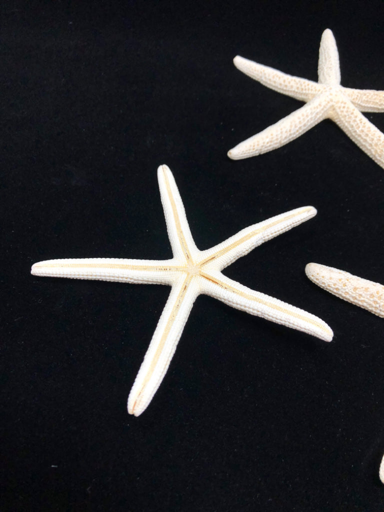 DRIED STARFISH DECOR IN BAG.