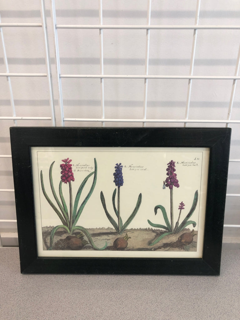 HYACINTHUS FLOWERS PRINT IN GREEN FRAME.