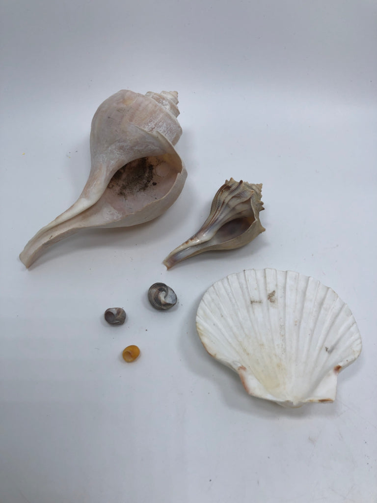 BAG OF ASSORTED SEASHELLS.