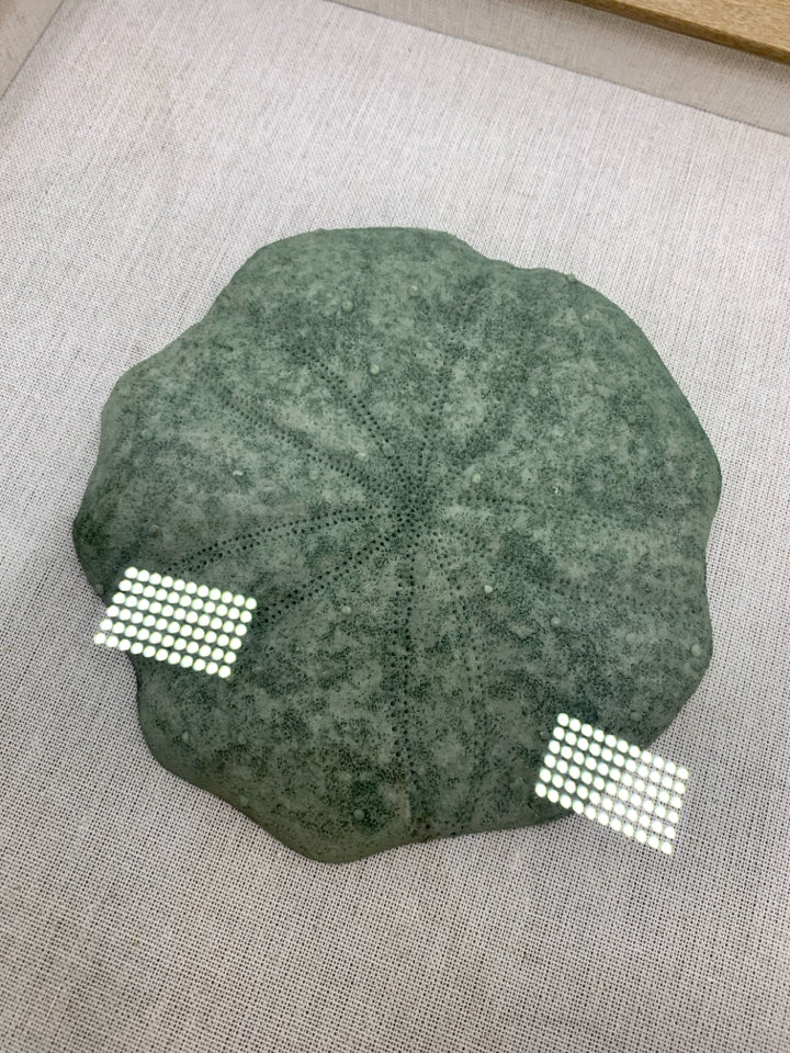 SAND DOLLAR IN SHADOWBOX FRAME.