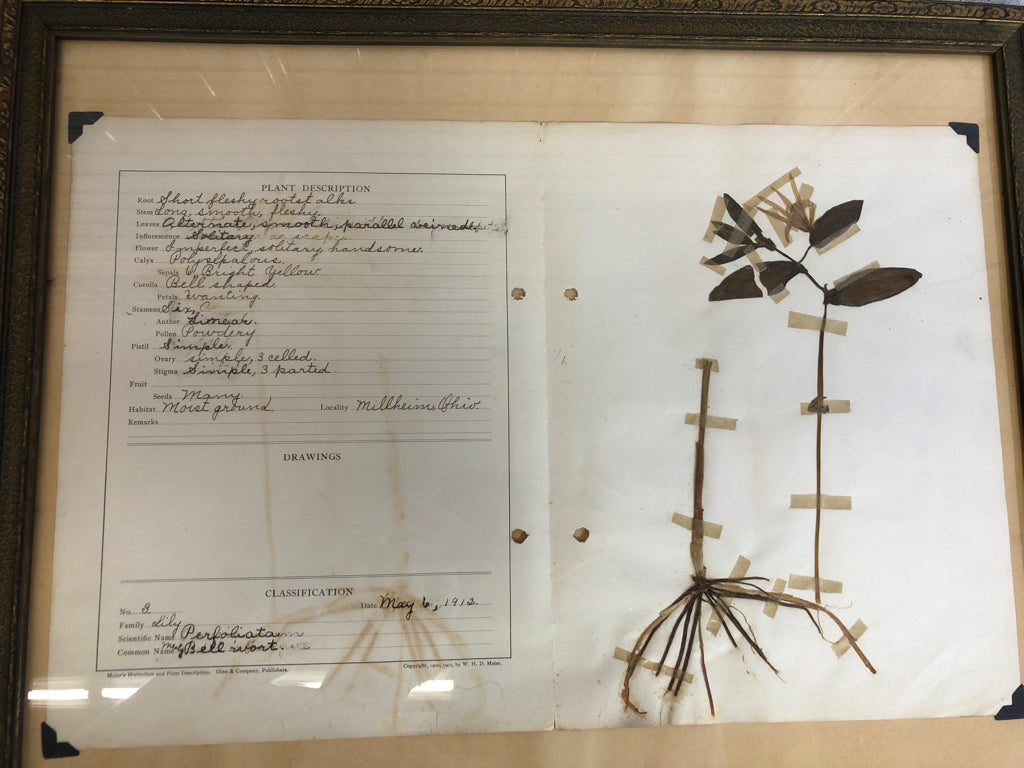 PRESSED LILY FLOWER IN FRAME W/CLASSIFICATION.
