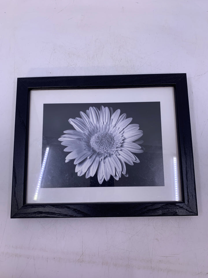 FRAMED GERBER DAISY PRINT.