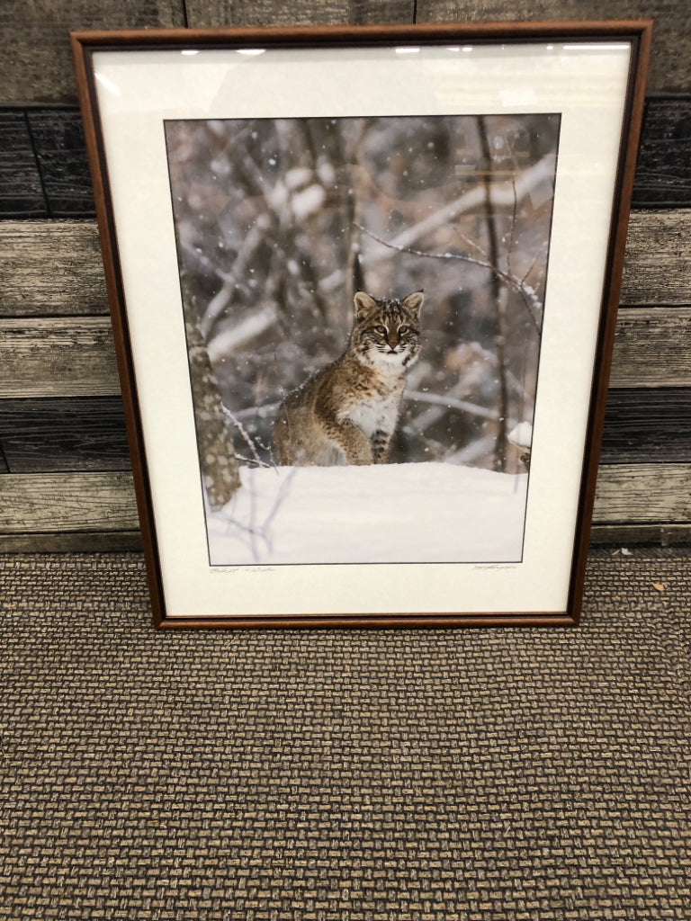 BOBCAT IN SNOW PHOTOGRAPH IN WOOD FRAME WALL ART.