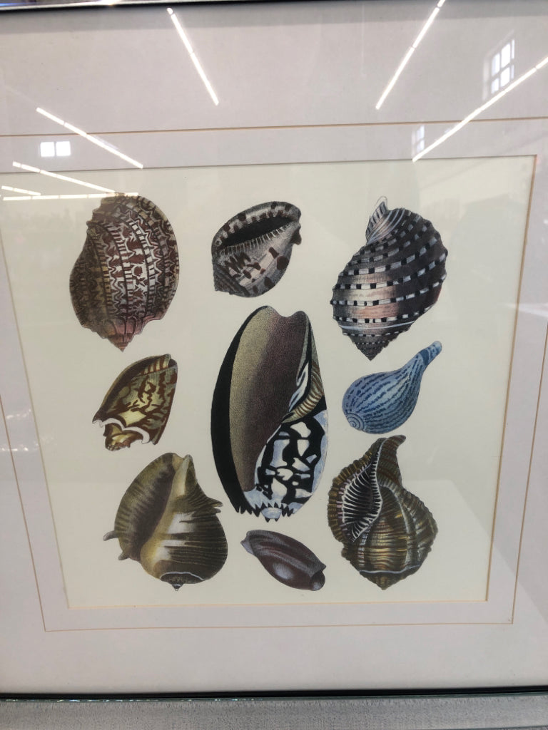 SHELL PRINT IN MIRRORED FRAME.