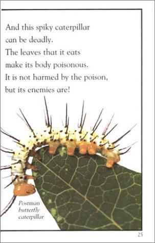 Bugs! Bugs! Bugs! by Jennifer Dussling (Paperback) - Jennifer Dussling