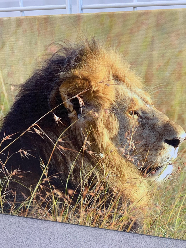 LION IN FIELD CANVAS WALL HANGING.