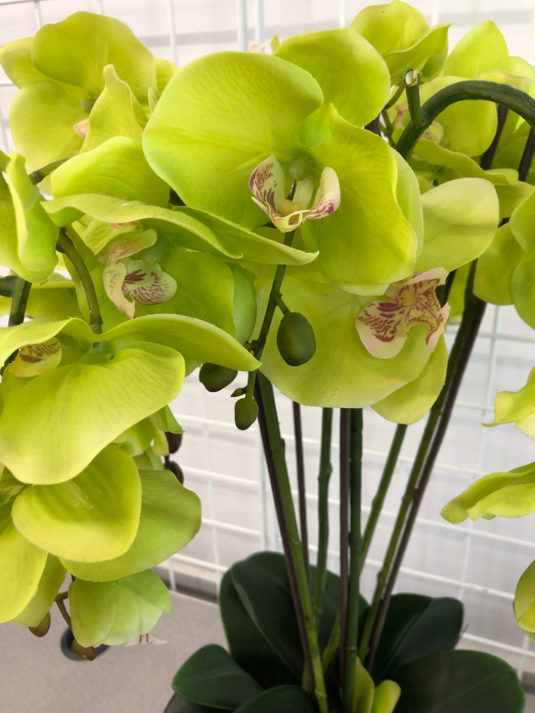 ORCHIDS IN WHITE CRACKLE POT.