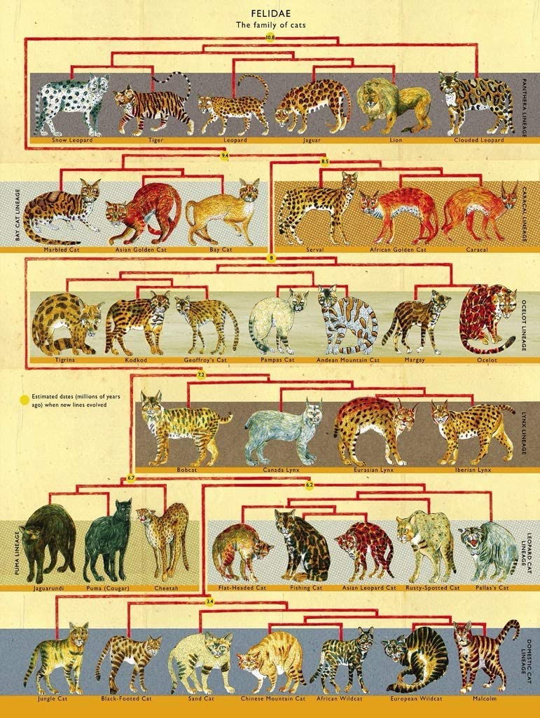 Feline Family Tree -