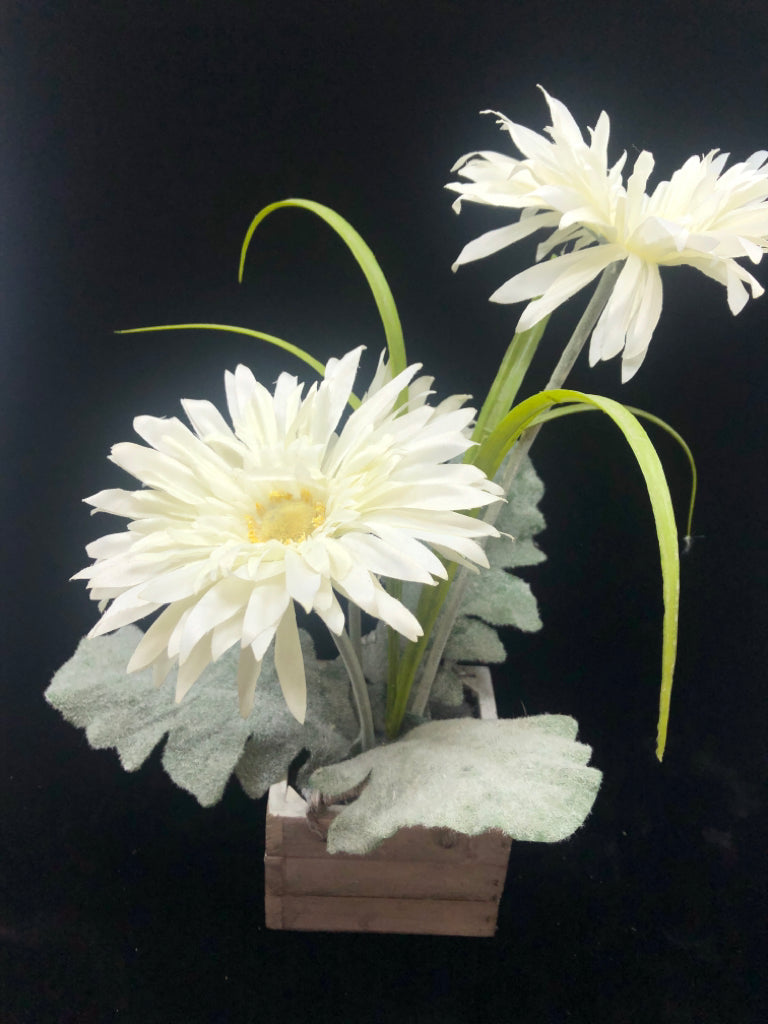 WHITE FLOWERS W/FUZZY LEAVES IN BOX PLANTER.
